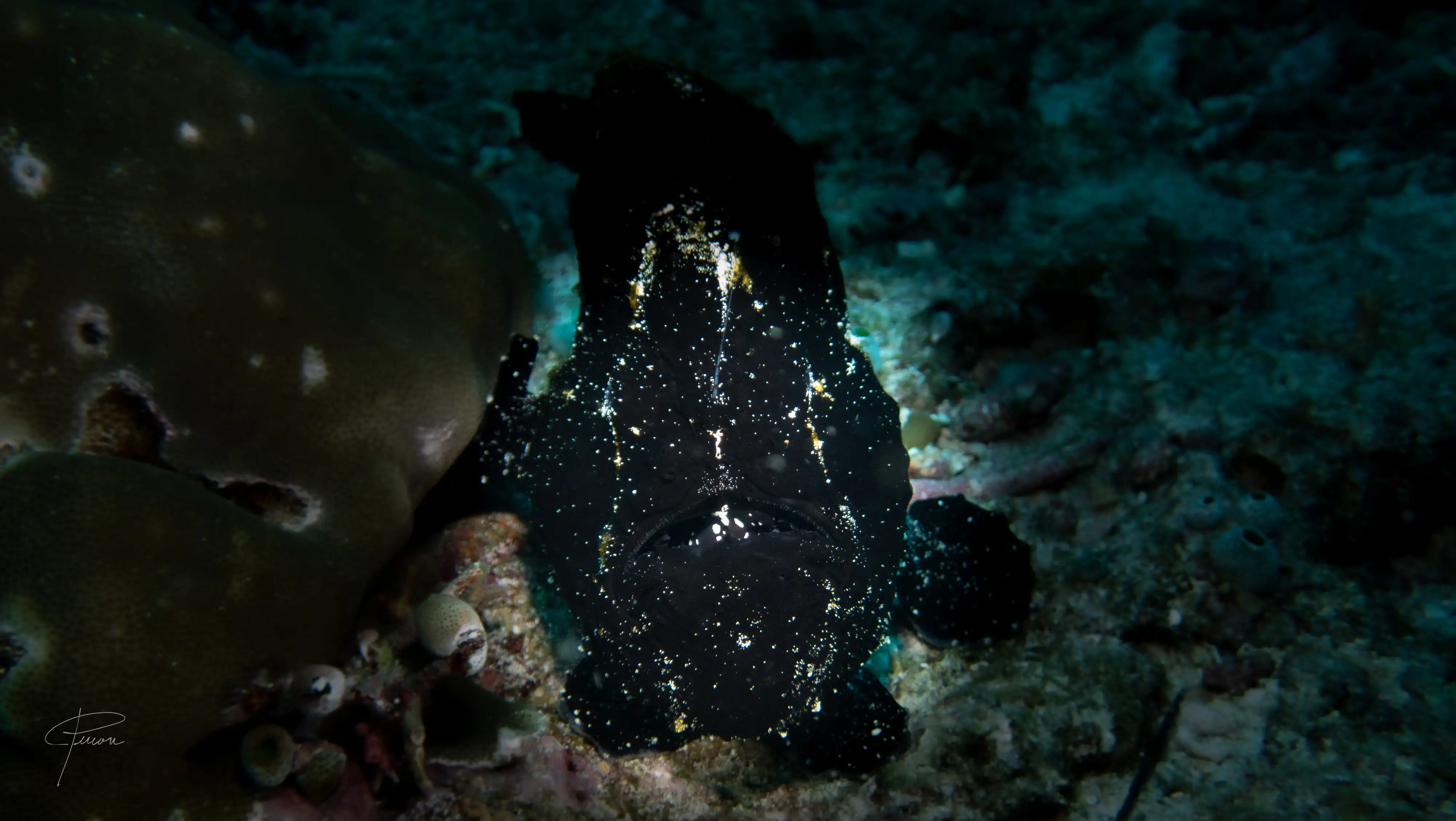 Giant frogfish - Thalatta - 20m